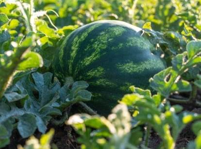 A vibrant green plant with fruit developing watermelon problems that is not visible upfront