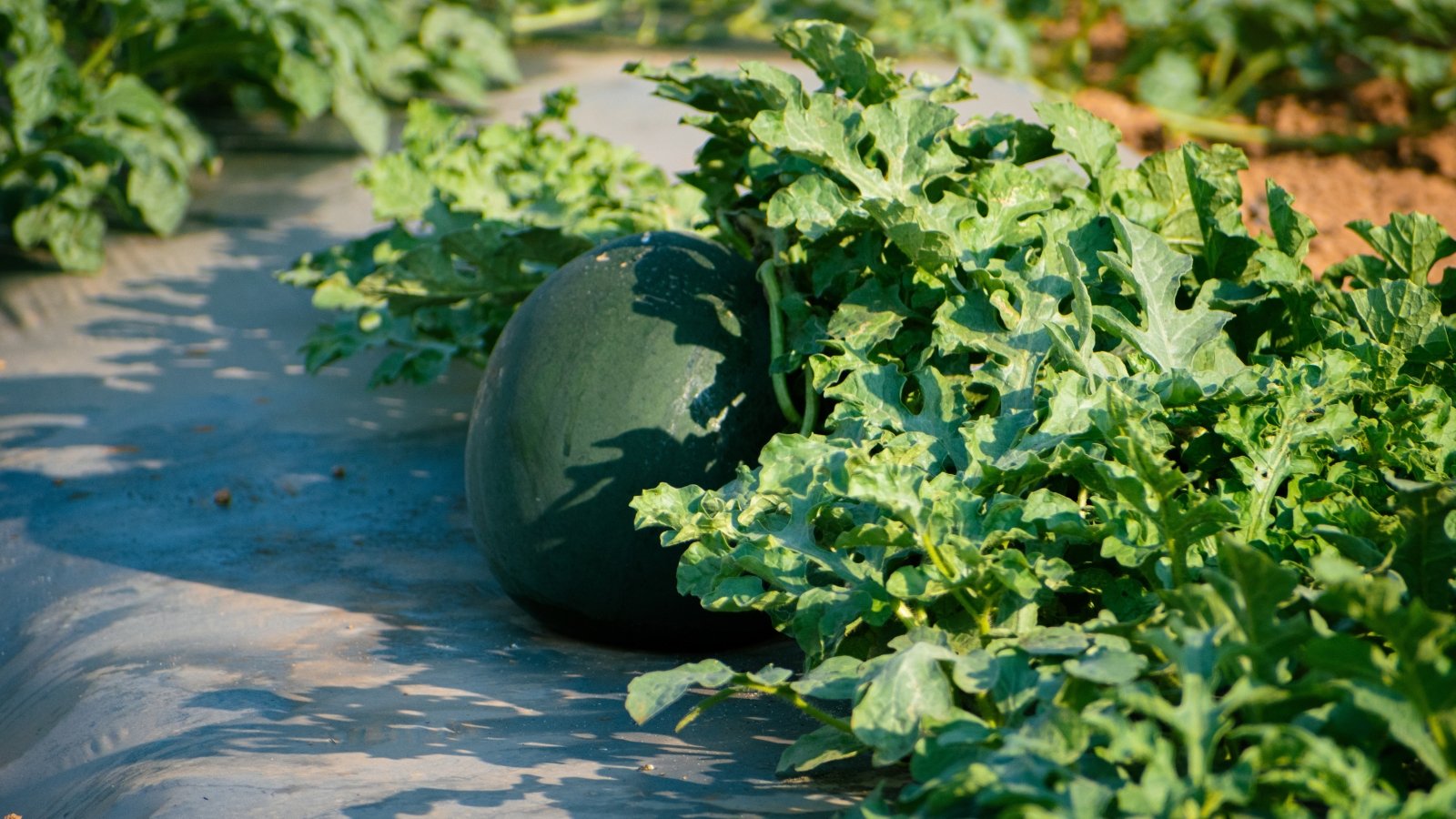 Small round melon with dark green, smooth rind grows low among broad, lobed leaves on sprawling vines.

