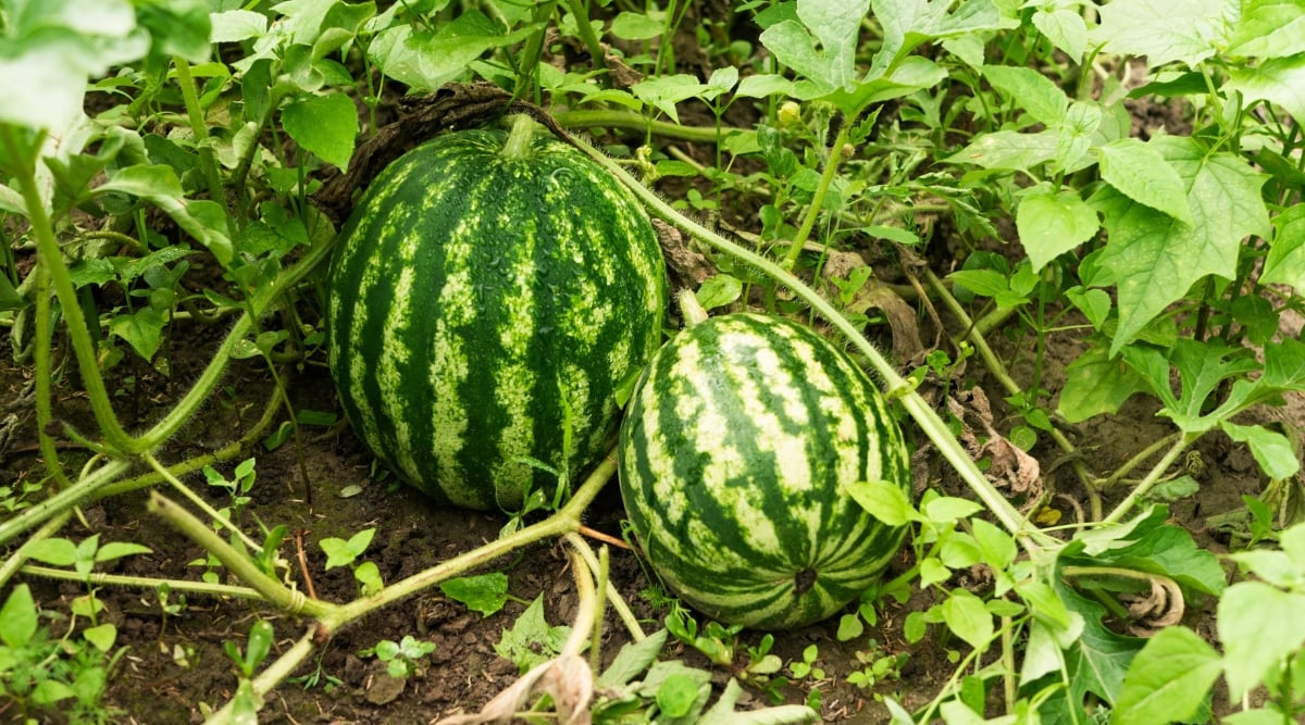 Two large round ripe fruits with deep green vertical stripes grow from thick vines and rest on moist soil in a garden. They are surrounded by lush foliage from various plants.