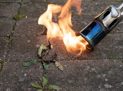 A weed burner emitting flames to clear weeds on a paved surface.