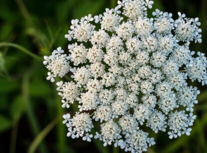 Weed With Flowers Growing in Field