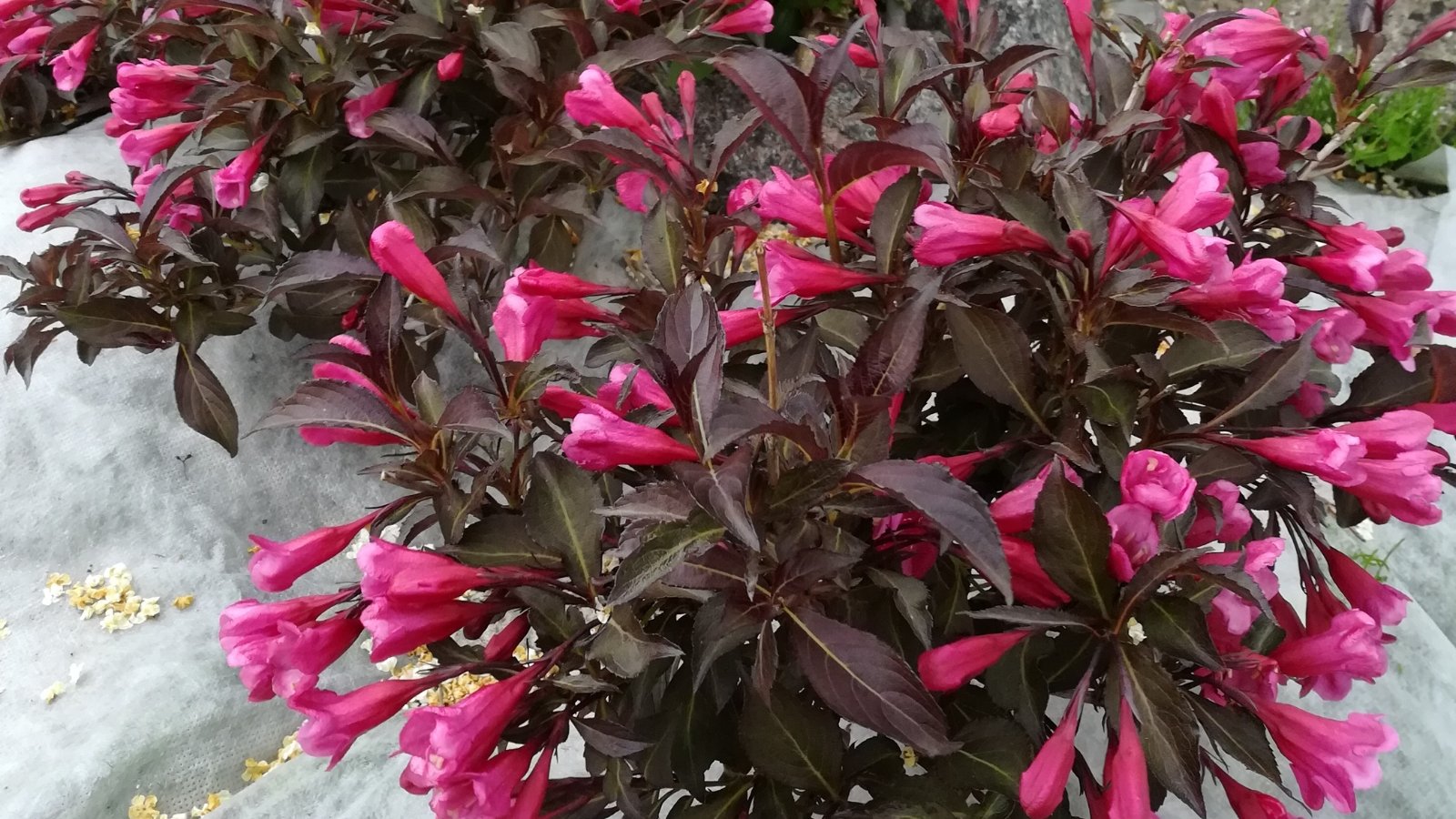 Arching branches covered in deep purple leaves set off bright pink, trumpet-shaped flowers.
