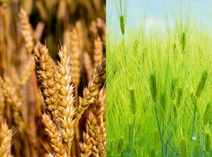 Wheat Vs Barley