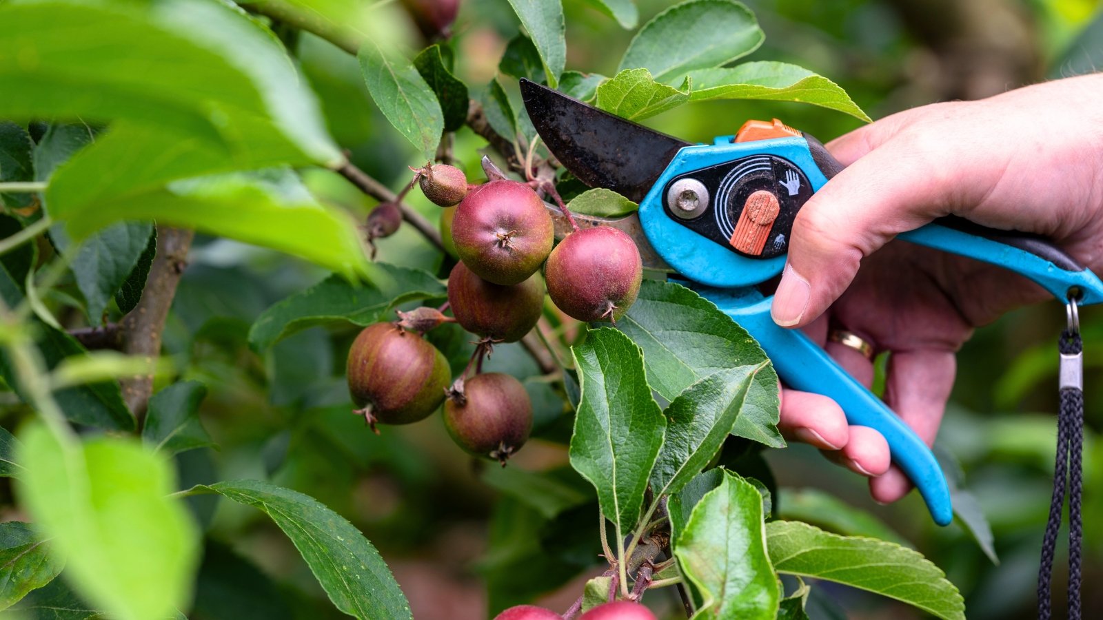 pruners thinning fruiting tree branch