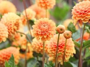 When planting dahlias. Large, vibrant blooms with layered, well-arranged petals in delicate shades of orange and apricot create a bold, striking display.