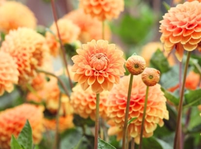 When planting dahlias. Large, vibrant blooms with layered, well-arranged petals in delicate shades of orange and apricot create a bold, striking display.