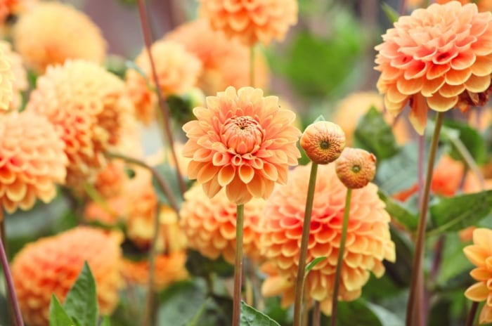 When planting dahlias. Large, vibrant blooms with layered, well-arranged petals in delicate shades of orange and apricot create a bold, striking display.