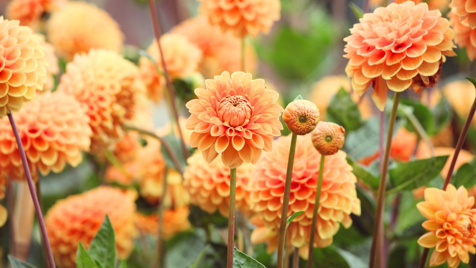 When planting dahlias. Large, vibrant blooms with layered, well-arranged petals in delicate shades of orange and apricot create a bold, striking display.