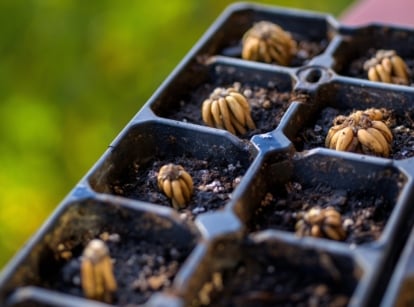 Freshly planted ranunculus corms in a seed starter tray filled with moist black soil, against a blurred green garden background.
