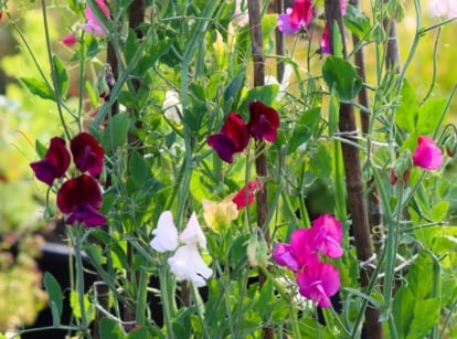Blooming sweet peas planted in the fall in the garden demonstrate climbing vines adorned with oval green leaves and clusters of vibrant, multicolored flowers in shades of pink, purple, and white.