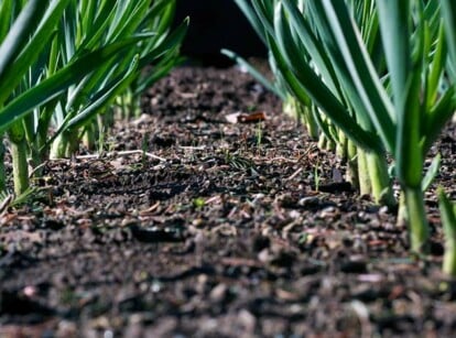 When to Harvest Garlic