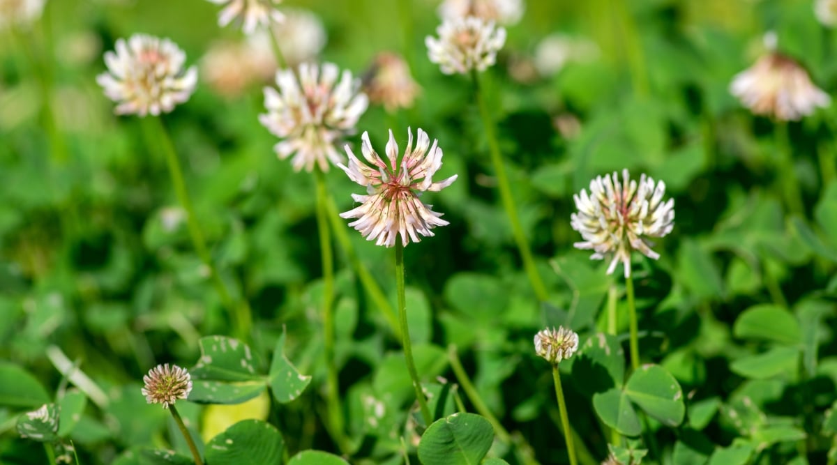 White clover (Trifolium repens) is a low-growing, perennial herbaceous plant with creeping stems. The leaves are trifoliate, meaning they have three leaflets, each with a distinctive white V-shaped marking. The leaves are bright green. White clover flowers are small, white and tubular, clustered in dense globular inflorescences called "heads" at the ends of long stems.