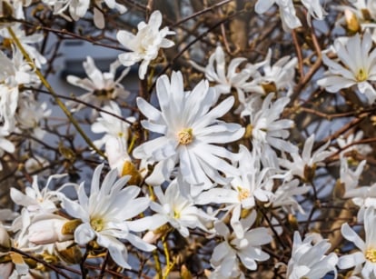 Clusters of white flowers with thin petals growing on bare brown branches, covering the ground below.