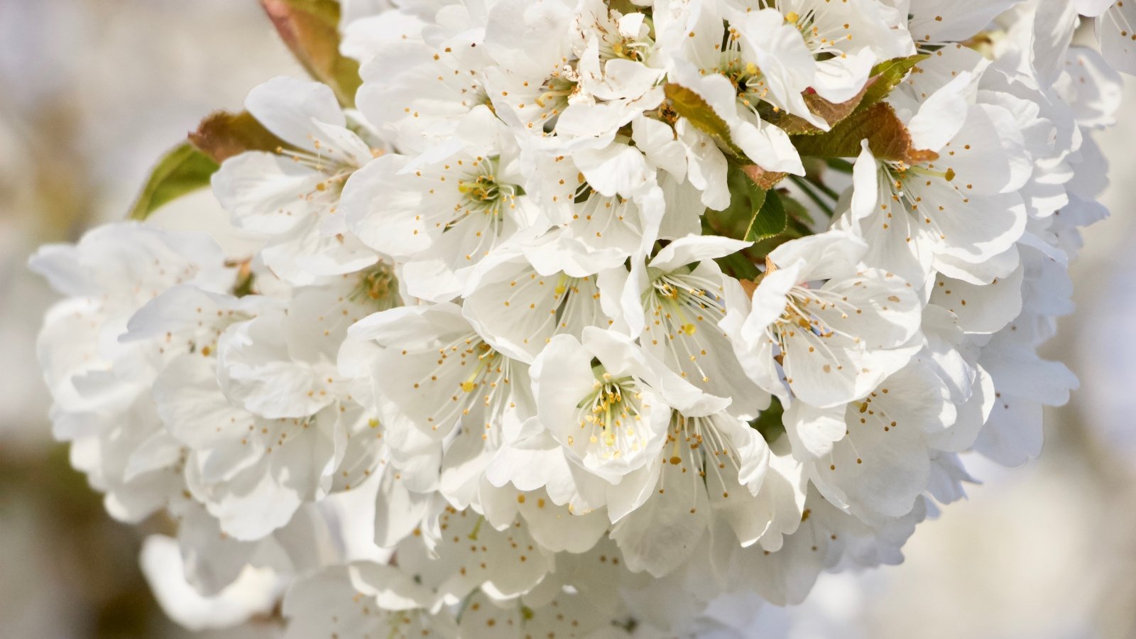 White cherry flowers with five rounded petals bloom in tight clusters along a leafy spring branch.
