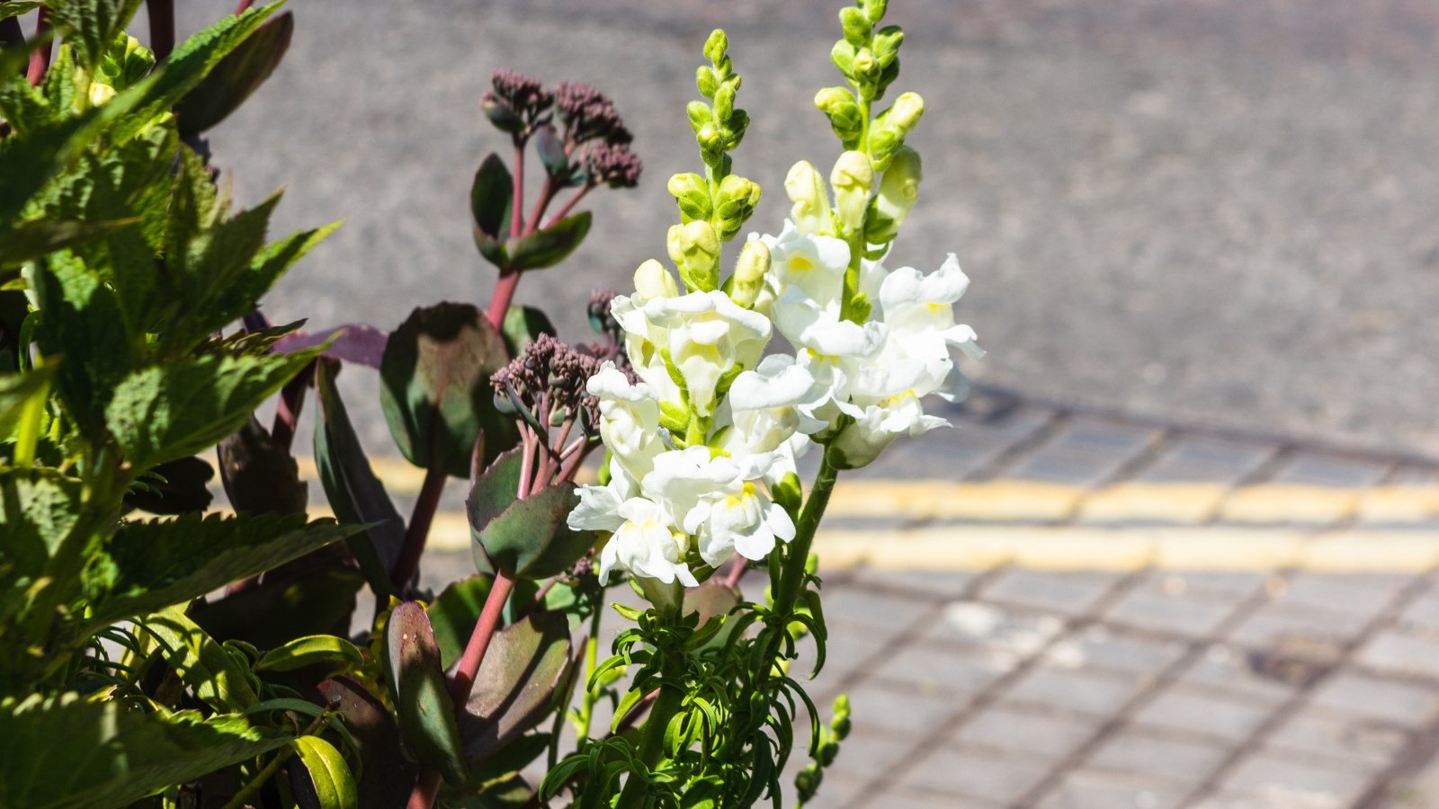 White snapdragon flowers with delicate petals and green leaves illuminated by the sun's warm rays.