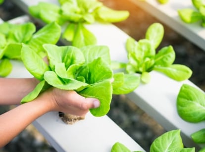 A row of lettuce plants growing in water with visible roots submerged in nutrient-rich solutions inside white plastic containers in the form of an elongated pipe, highlighting why hydroponic gardening is a sustainable method, with female hands showing fresh ripe lettuce.