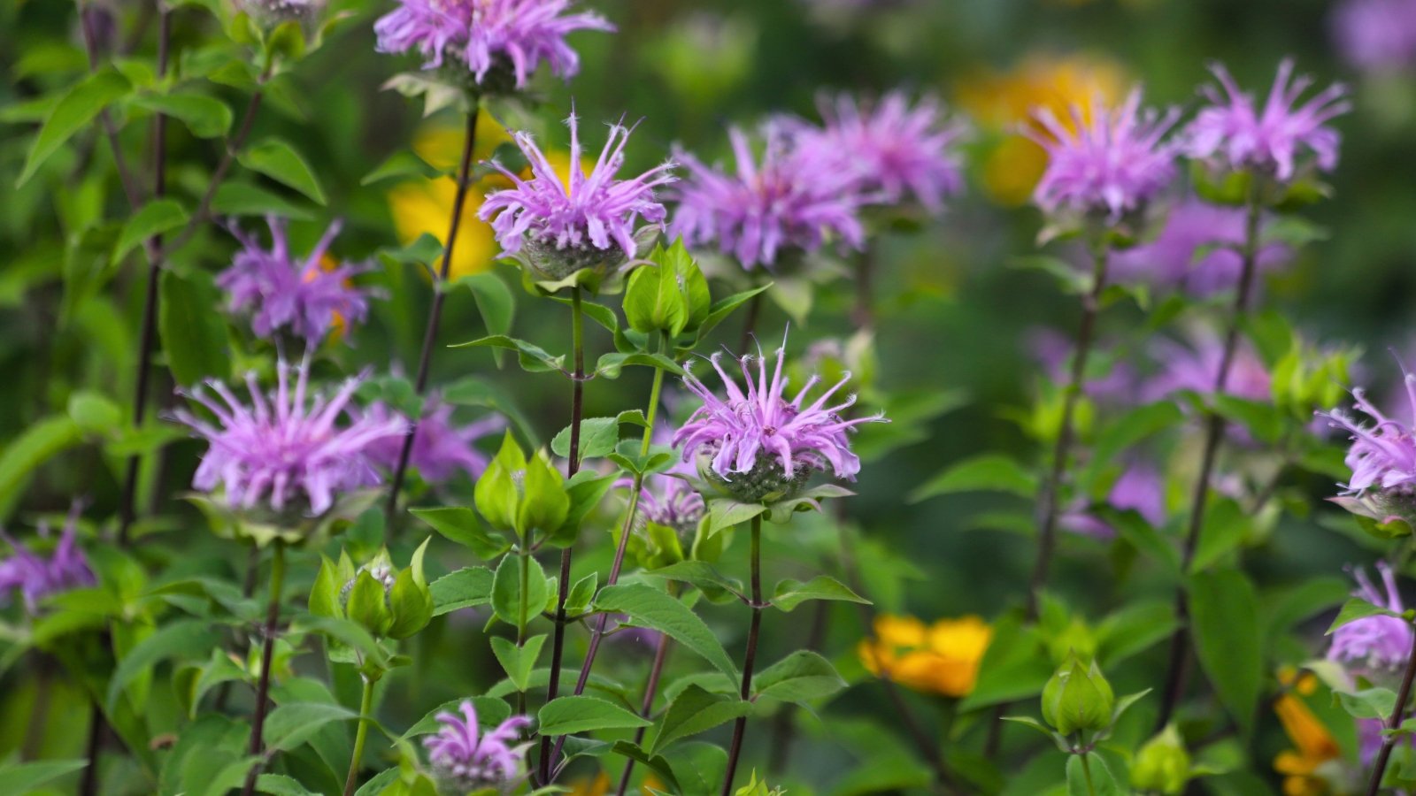 Wild bergamot boasts lance-shaped green leaves and clusters of tubular, lavender flowers.