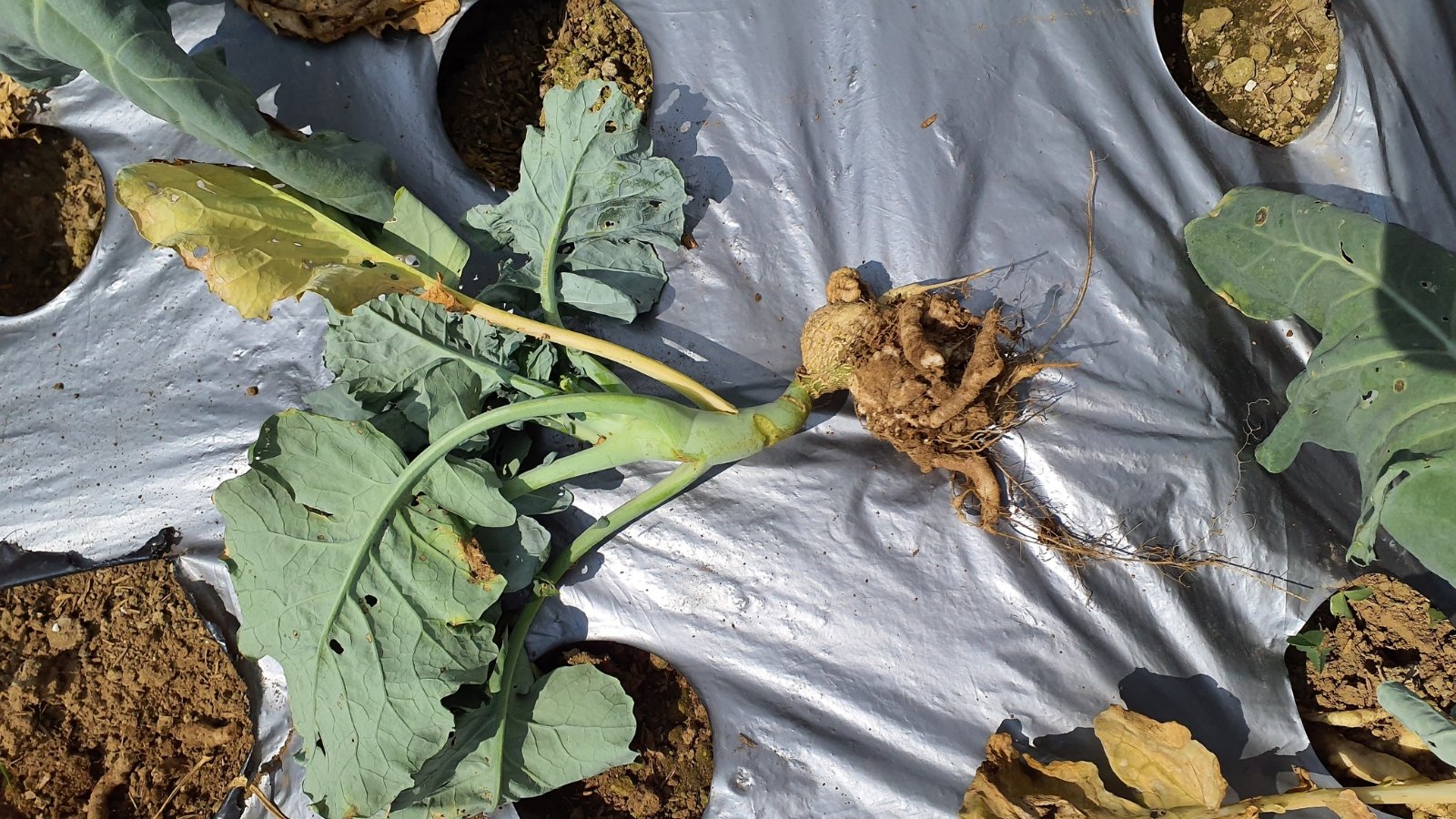 A damaged plant with yellowing leaves and exposed roots lying on black plastic mulch.