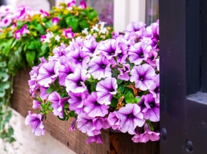 window box ideas. Close-up of flowering Petunias, Wishbone flowers and Emerald Falls Dichondra plants in a large wooden window box by the window. Sanguna® Blue Vein Petunias display stunning trumpet-shaped blooms in varying shades of purple, adorned with delicate deep purple veins that create an intricate and mesmerizing pattern.