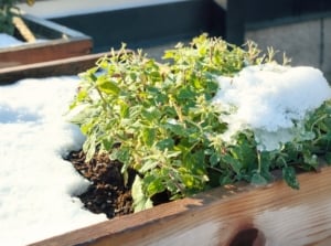 A wooden raised bed in a winter garden, holding a mint plant with delicate, partially frost-covered green leaves featuring serrated edges, blanketed by a layer of snow.
