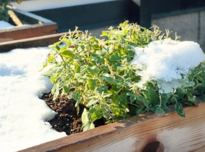 A wooden raised bed in a winter garden, holding a mint plant with delicate, partially frost-covered green leaves featuring serrated edges, blanketed by a layer of snow.