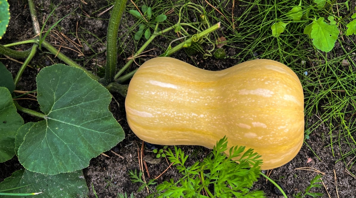 Close up of a single butternut squash laying horizontally on the ground. A heart shaped leaf that is dark green is to the left of the squash. The squash is thinner at the top and wider at the bottom and creamy orange in color.