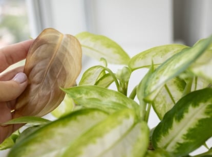 Hand wiping a soft cloth over pale green leaves with yellow edges and light green veins.