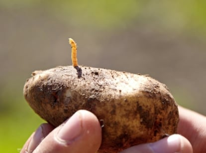 A small wireworm burrowing into a sprouting potato (Solanum tuberosum) with an emerging shoot.