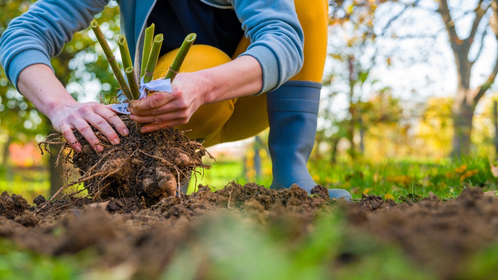 A woman in blue rubber boots holds freshly dug dahlia tubers with soil and a bunch of green, sturdy upright stems.