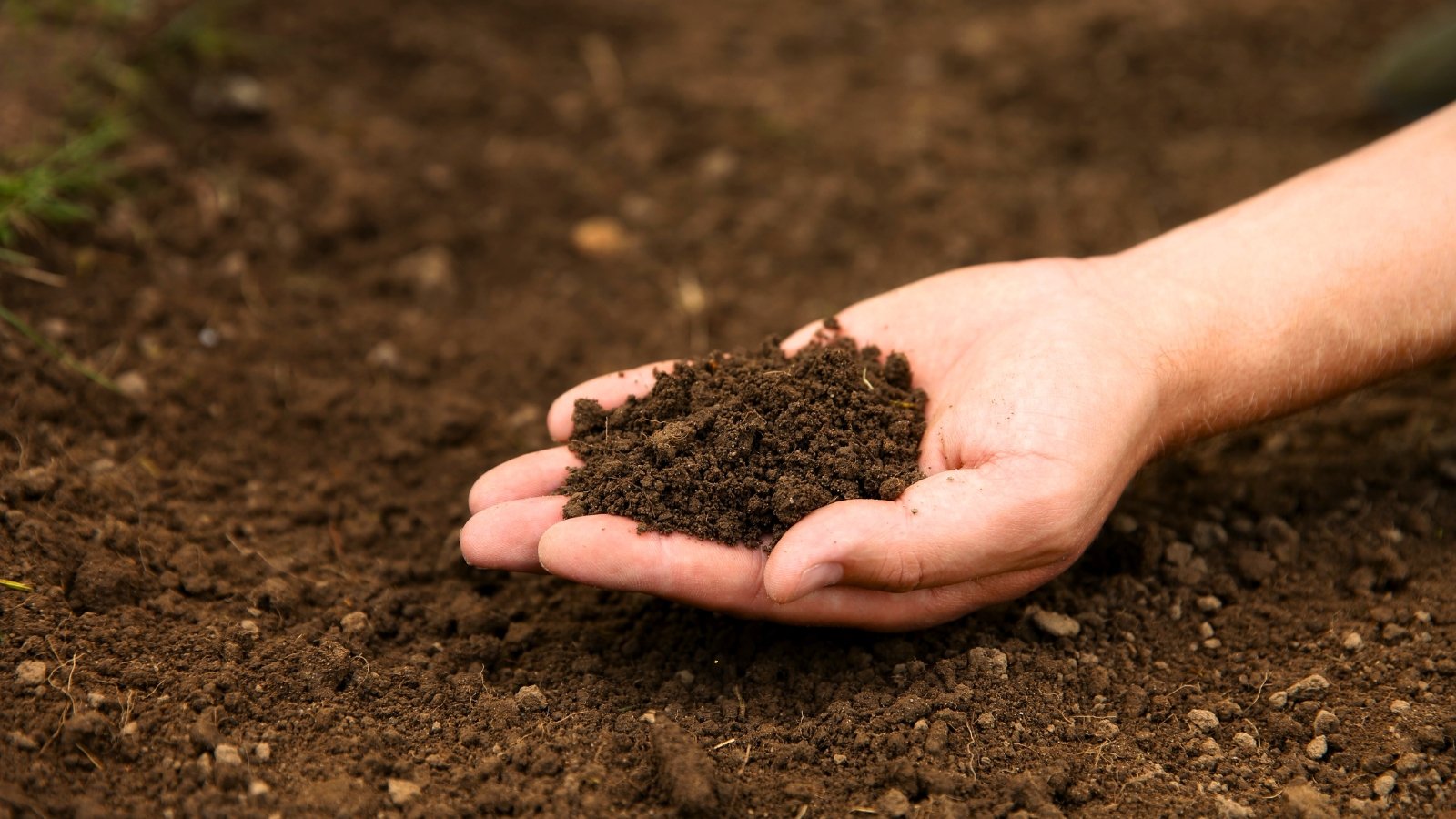 A woman's hand holds a handful of loose, dark brown soil in her hand over a garden bed.