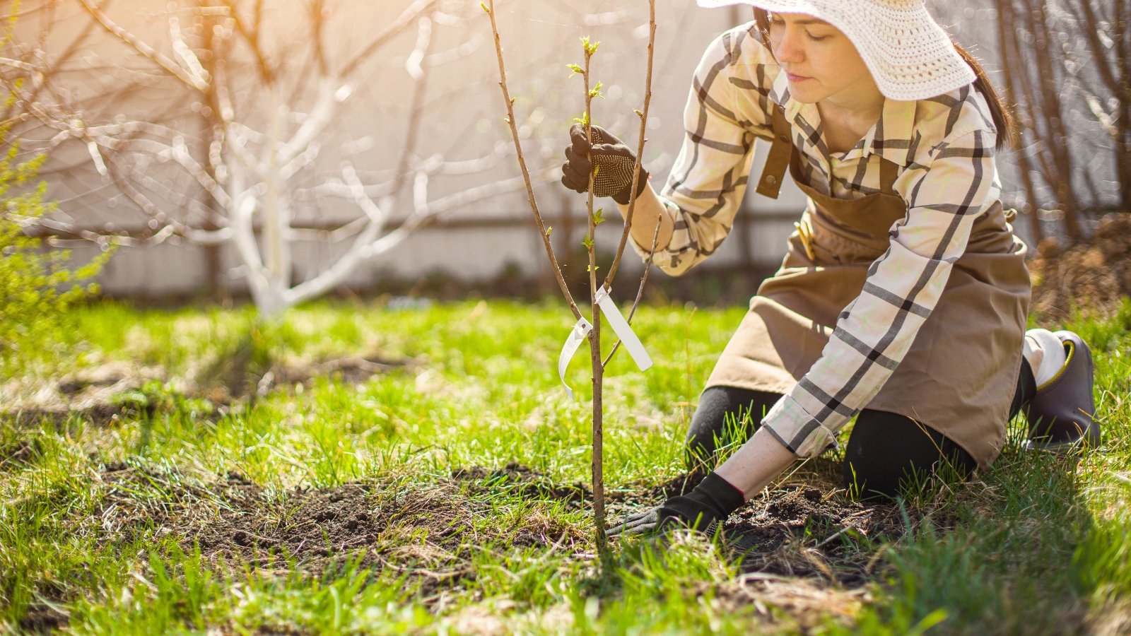 A female gardener in a white hat and brown apron plants a young fruit tree seedling with young shoots.