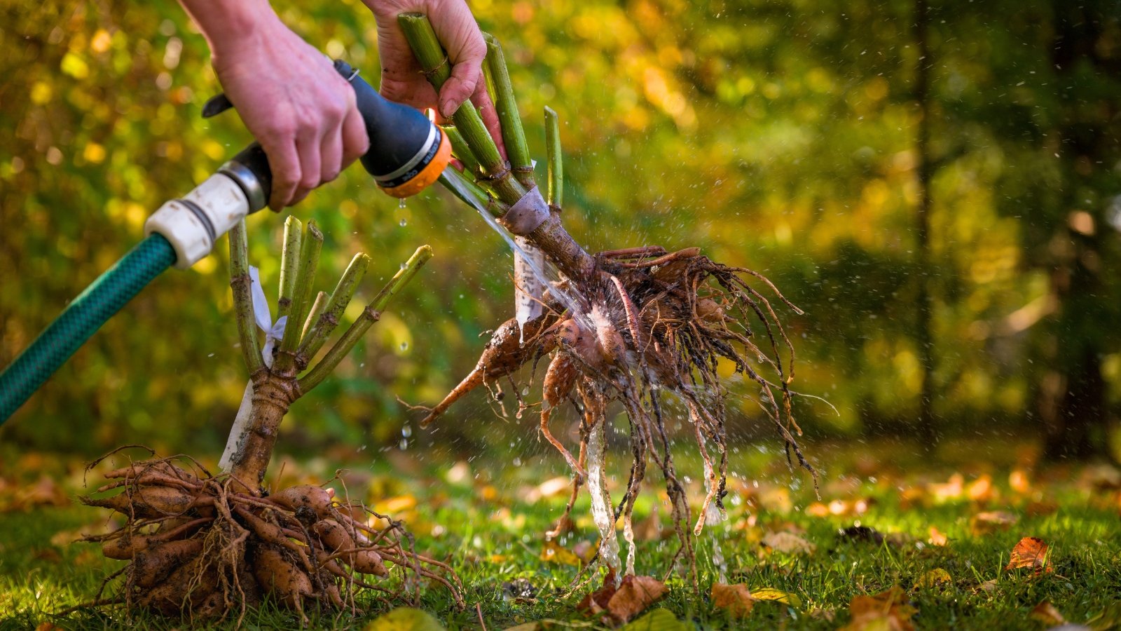 A woman washes freshly dug clustered dahlia tubers with twisted, finger-like extensions with a hose.