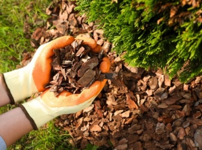 The hands of a gardener in yellow-orange gloves hold a handful of fresh irregularly shaped wood chips with rough, jagged edges in shades of light brown and golden tan to an evergreen thuja showing the benefits of its use in the garden.