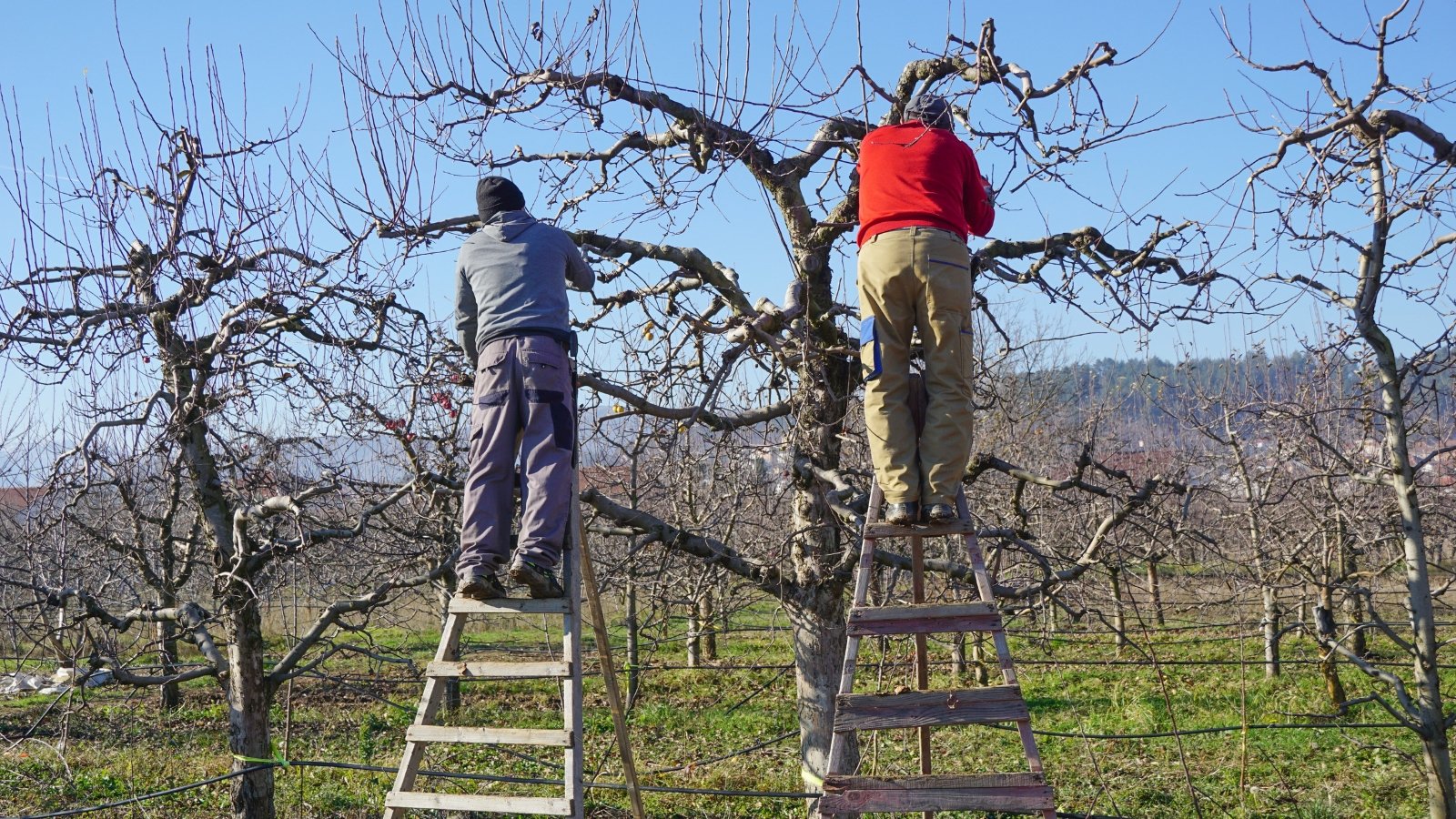 Two workers in jackets stand on ladders, cutting leafless, twisting branches with handheld tools in a vineyard.