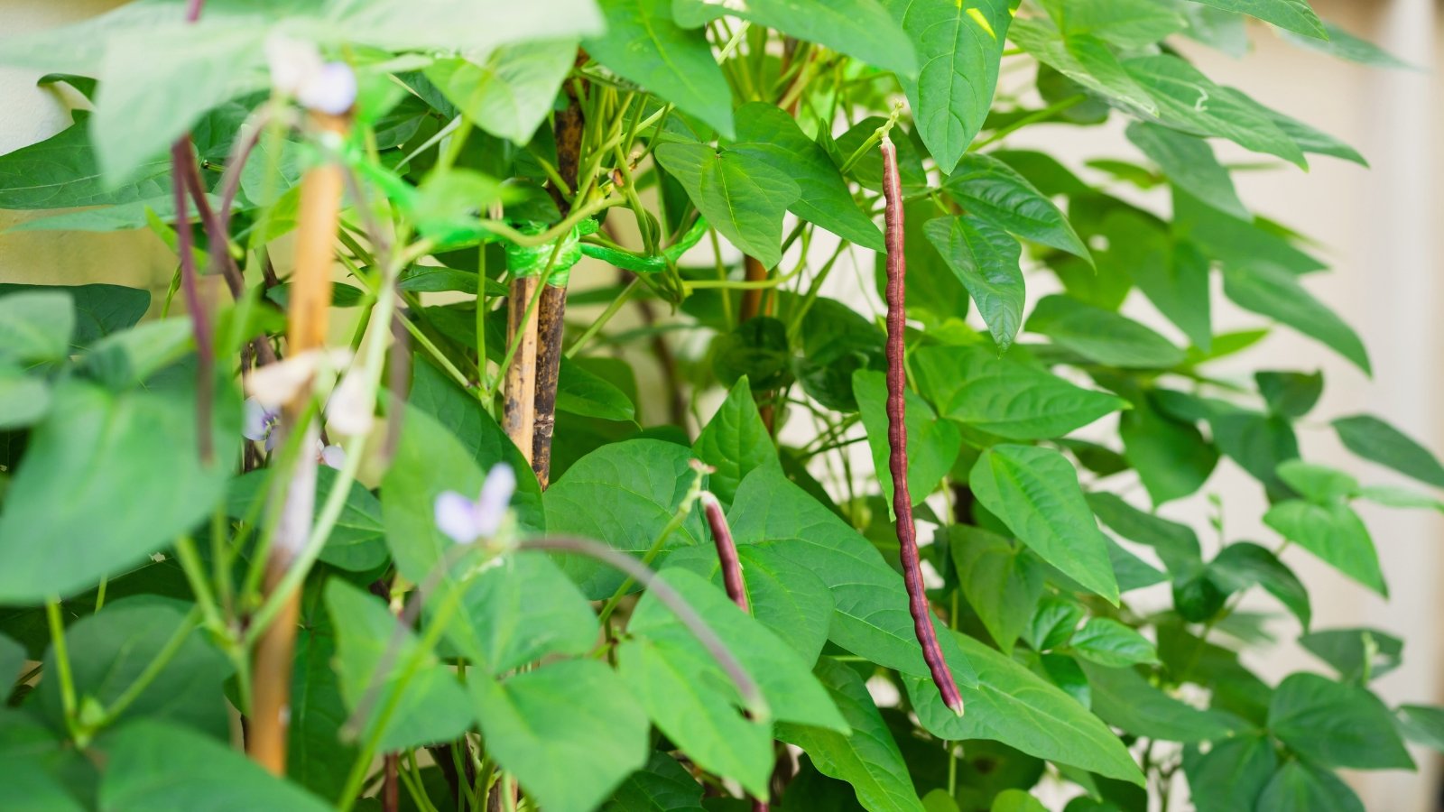 Long, upright stems with broad, textured leaves and long, bright red, bean pods in various stages of maturity.