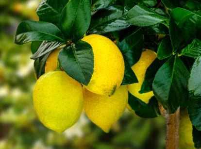Bright yellow lemon fruits hanging from the plant, framed by lush, deep green leaves.