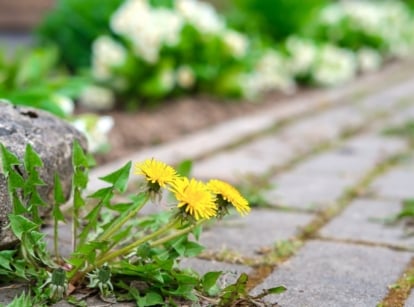 A yellow dandelion growing between the cracks of a cobblestone path and a big rock.