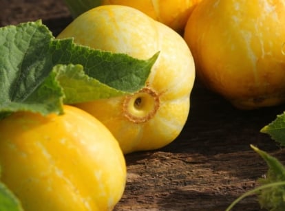 A close-up of 'Lemon' cucumbers; their vibrant yellow-green skins gleaming on a rustic wooden surface.