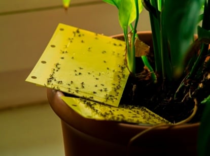 Two yellow sticky traps covered in tiny black insects placed on dark soil in a brown pot with broad, dark green leaves of Spathiphyllum wallisii.