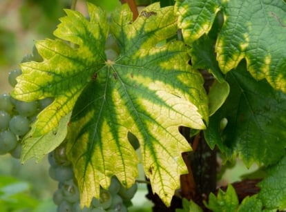 A grape plant with fruits at the back, showing leaves turning yellow with green veins, as signs of lacking minerals and nutrients.