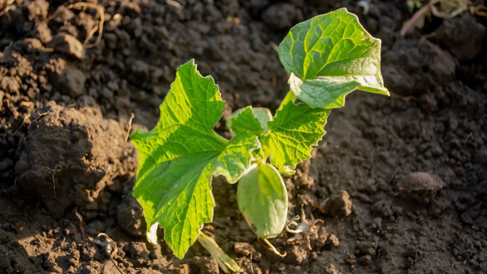 Small Cucumis sativus seedling with two bright green, veined leaves emerging from freshly turned dark soil.