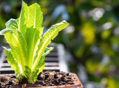 Bright green Lactuca sativa seedling with tender leaves growing in dark soil-filled tray.
