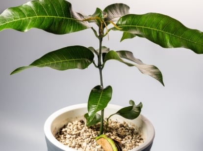 A small Mangifera indica plant with four glossy green leaves growing from a thin stem in white potting medium.