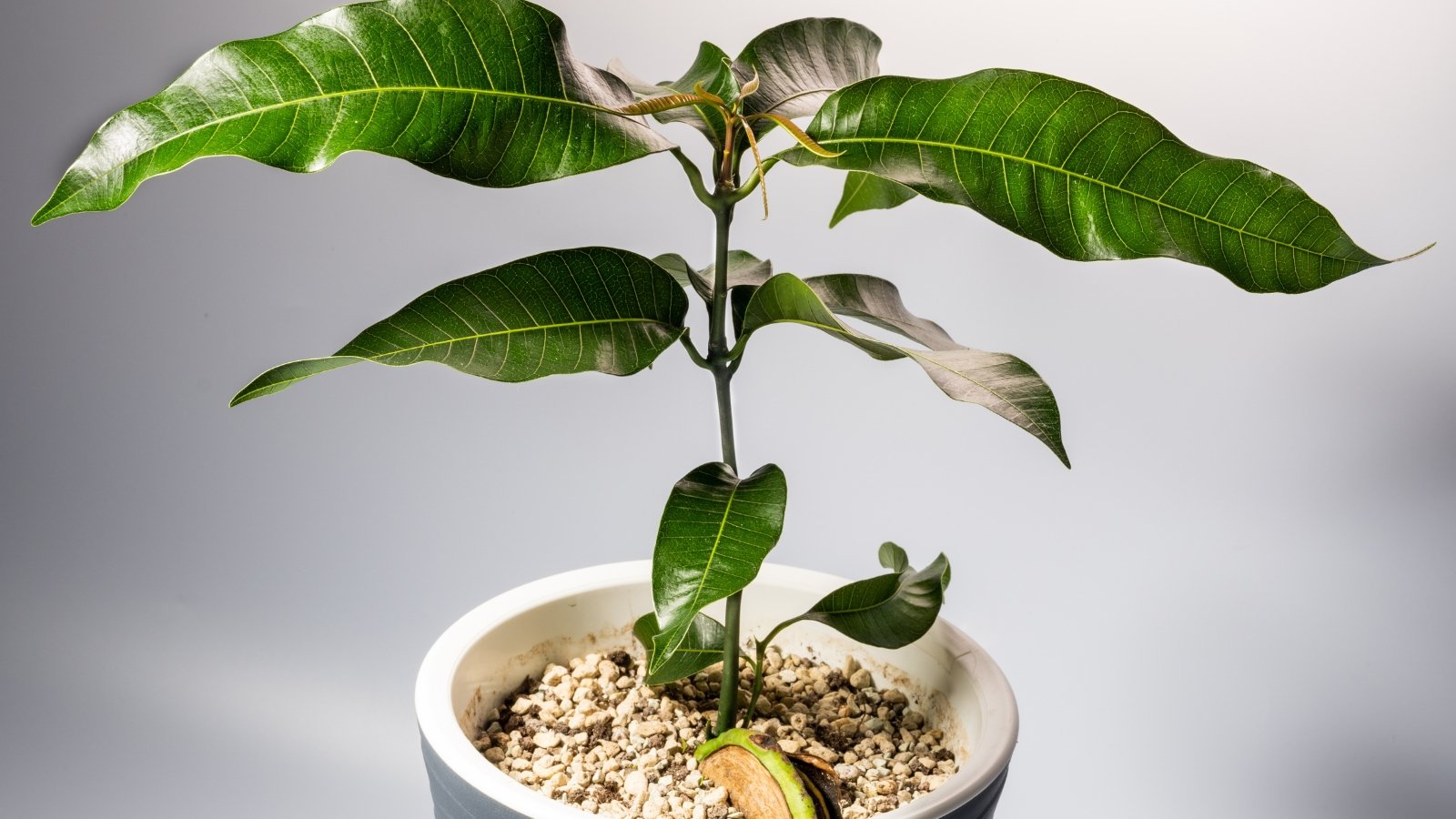 A small Mangifera indica plant with four glossy green leaves growing from a thin stem in white potting medium.
