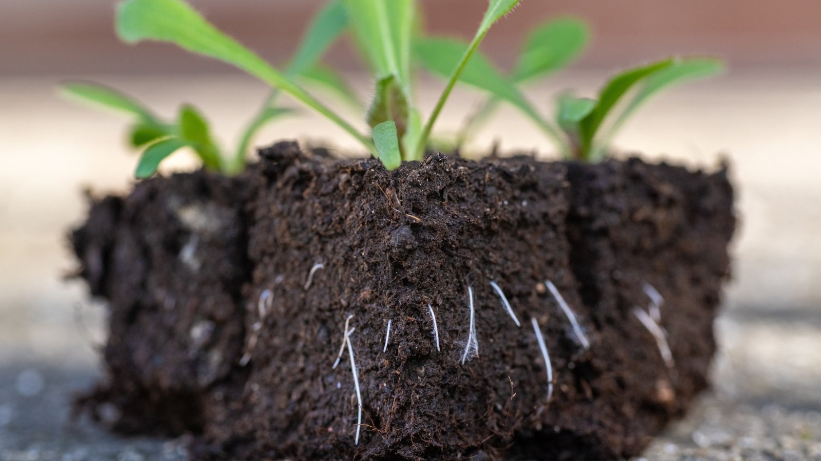 A tender green seedling with small leaves sprouts from a compact dark cube, surrounded by other cubes in the background, the vibrant green plant contrasting with the earthy material that nourishes its growth.