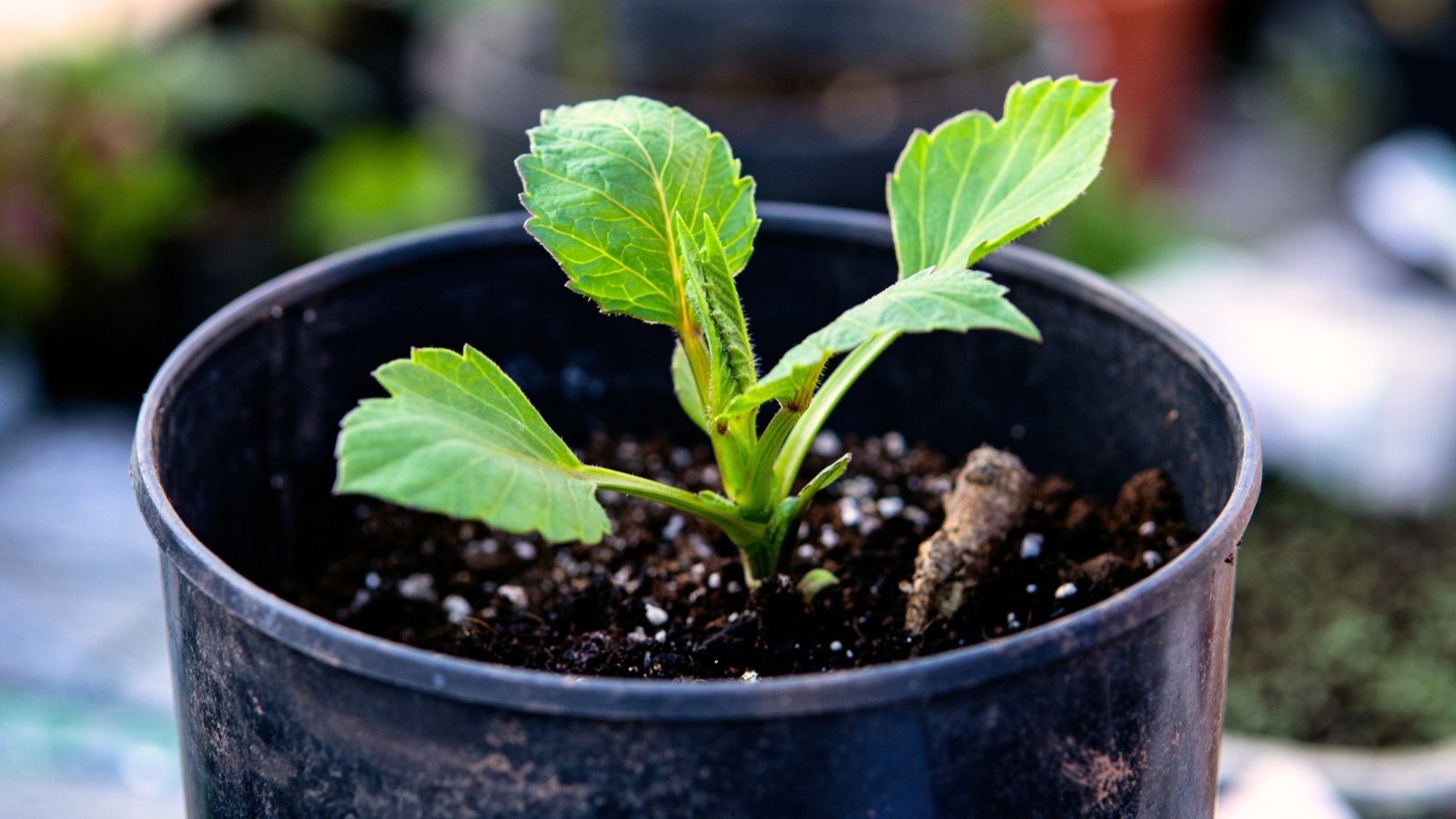 Close-up of a young dahlia seedling with rounded, serrated, bright green leaves in a black plastic pot.