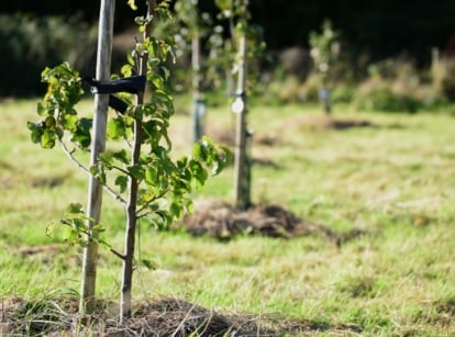 Several green saplings with thin trunks and leafy branches stand in a grassy field with fresh soil mounds at their base.