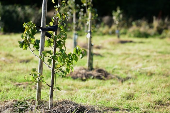 Several green saplings with thin trunks and leafy branches stand in a grassy field with fresh soil mounds at their base.