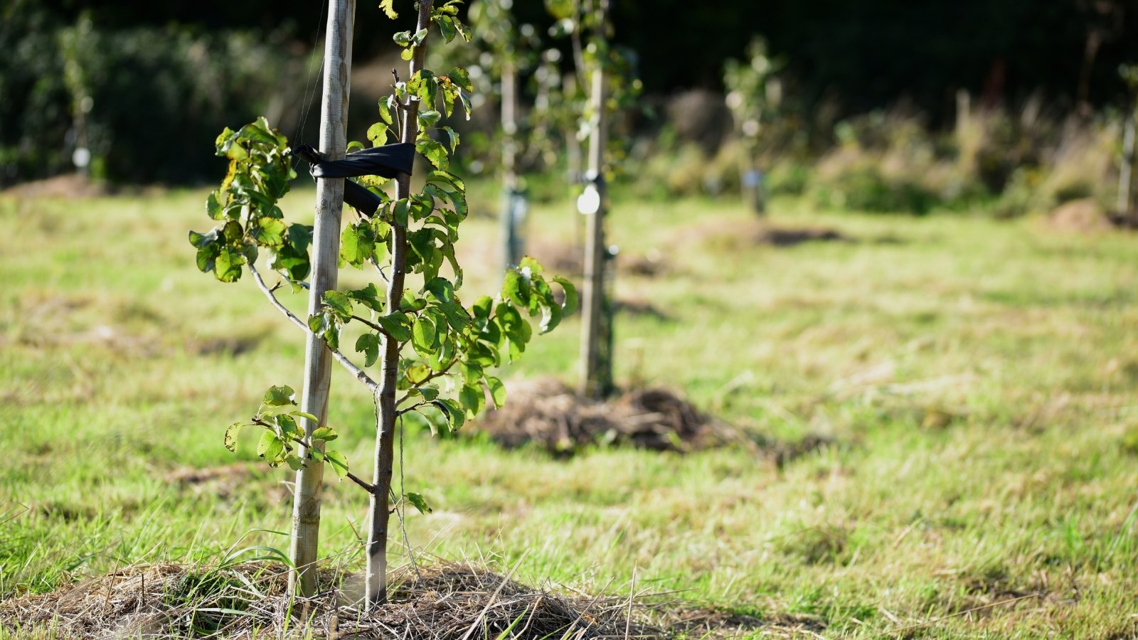 Several green saplings with thin trunks and leafy branches stand in a grassy field with fresh soil mounds at their base.