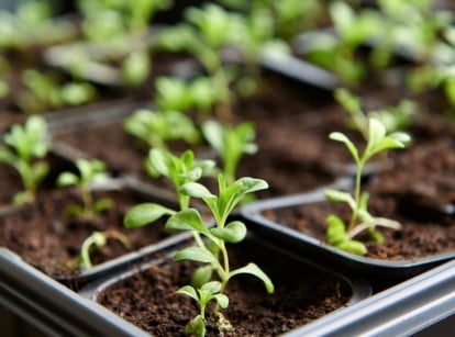 Small Solanum lycopersicum plants with thin green stems and bright leaves growing in dark soil.